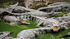 buaya-batubara