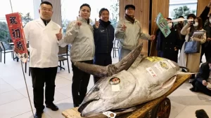 onodera-group-memenangkan-lelang-ikan-dengan-harga-rp-205-miliar
