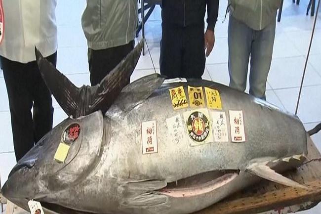 Rekor Lelang Tuna di Pasar Ikan Tokyo, Dibeli dengan Harga Fantastis Rp 20,5 M