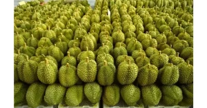 Thailand Kubur 64,7 Ton Durian setelah China Tolak Impor akibat Pewarna Berbahaya
