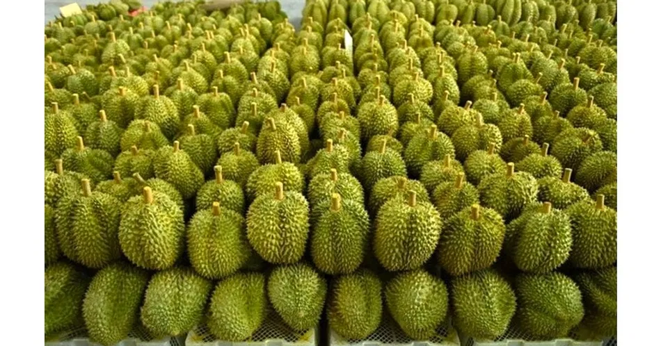 Thailand Kubur 64,7 Ton Durian setelah China Tolak Impor akibat Pewarna Berbahaya