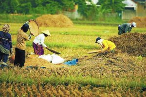 Pemerintah Minta Pengusaha Penggilingan Serap GKP Rp 6.500 per kg, Presiden Tegaskan Jangan Korbankan Petani