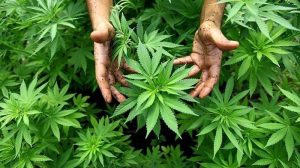 Kebun Ganja di Pattaya Terbakar, Warga Sekitar Teler Massal