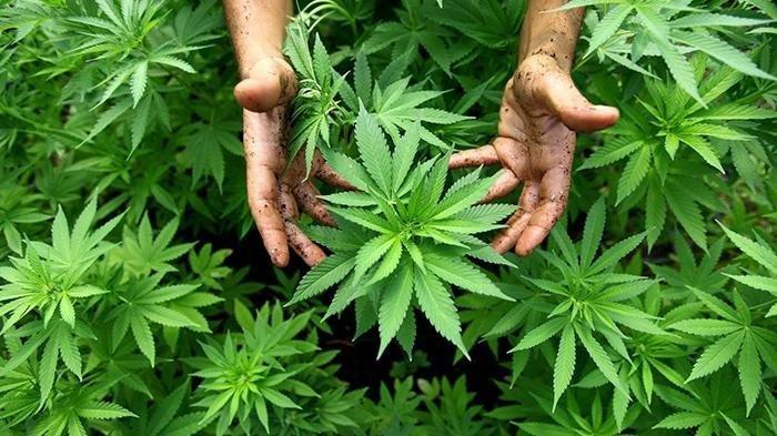 Kebun Ganja di Pattaya Terbakar, Warga Sekitar Teler Massal
