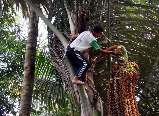 Menteri Kehutanan Usulkan Pohon Aren Jadi Sumber Energi Terbarukan