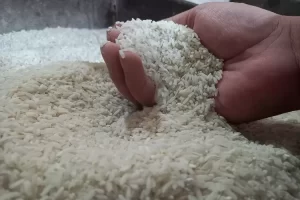 Stok Beras Melimpah, Harga Masih Bergerak Naik