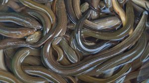 tips-mengolah-belut-2_169