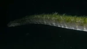 ular-purba-di-pulau-komodo-1761876006947_169