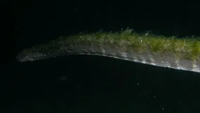 ular-purba-di-pulau-komodo-1761876006947_169