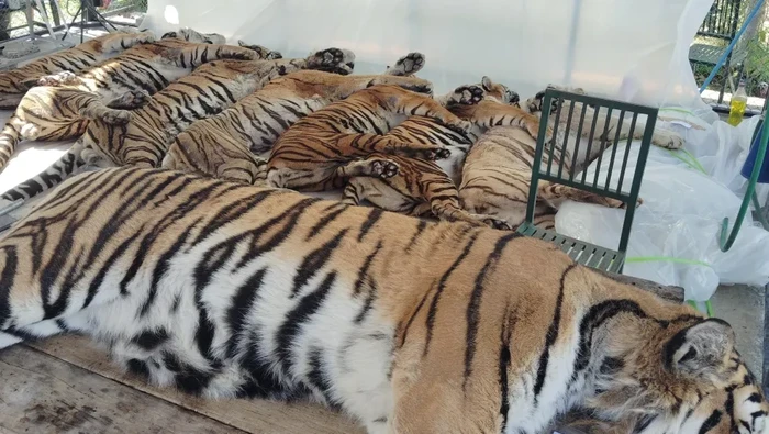 Pemeriksaan harimau di taman satwa Chiang Mai Thailand