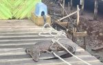 Warga Kelarik Tengah Natuna mengevakuasi anak buaya dari dekat rumah penduduk