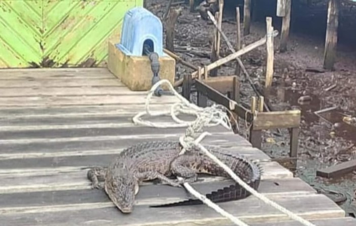 Warga Kelarik Tengah Natuna mengevakuasi anak buaya dari dekat rumah penduduk