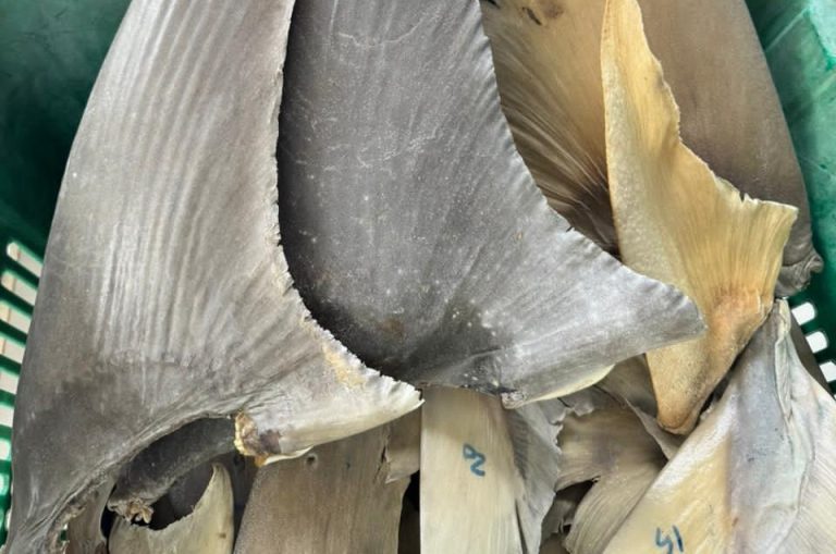 memeriksa sirip hiu asal Natuna sebelum diterbitkan sertifikat