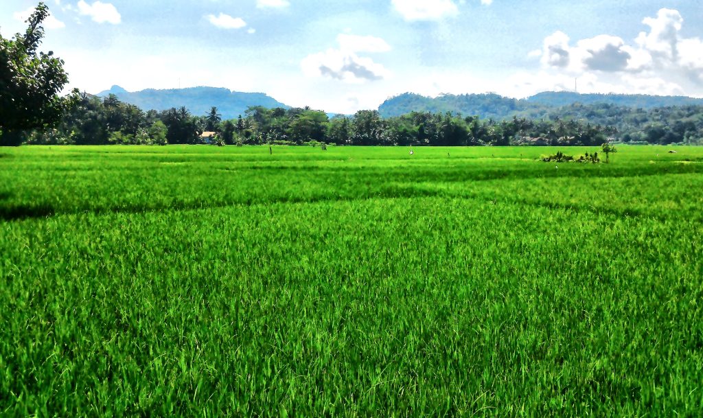 Padi di lahan pertanian seluas 40 hektare