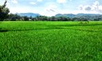 Padi di lahan pertanian seluas 40 hektare