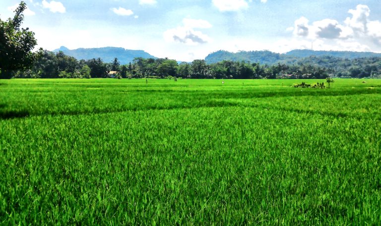 Padi di lahan pertanian seluas 40 hektare
