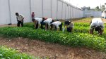 Panen kangkung di Lapas Batam.