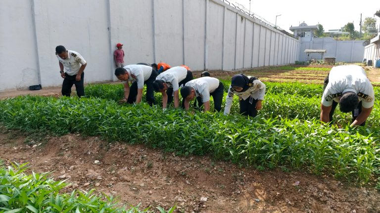 Panen kangkung di Lapas Batam.