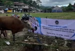 Ilustrasi pemotongan sapi terkait program makan bergizi gratis MBG