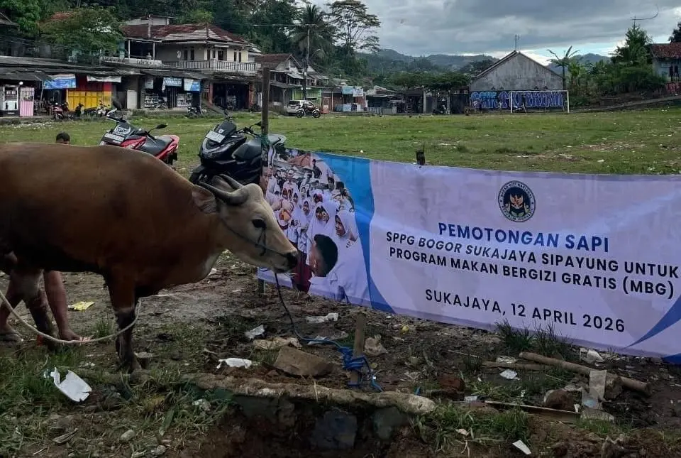 Ilustrasi pemotongan sapi terkait program makan bergizi gratis MBG