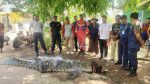 140426 Evakuasi Buaya_11zon