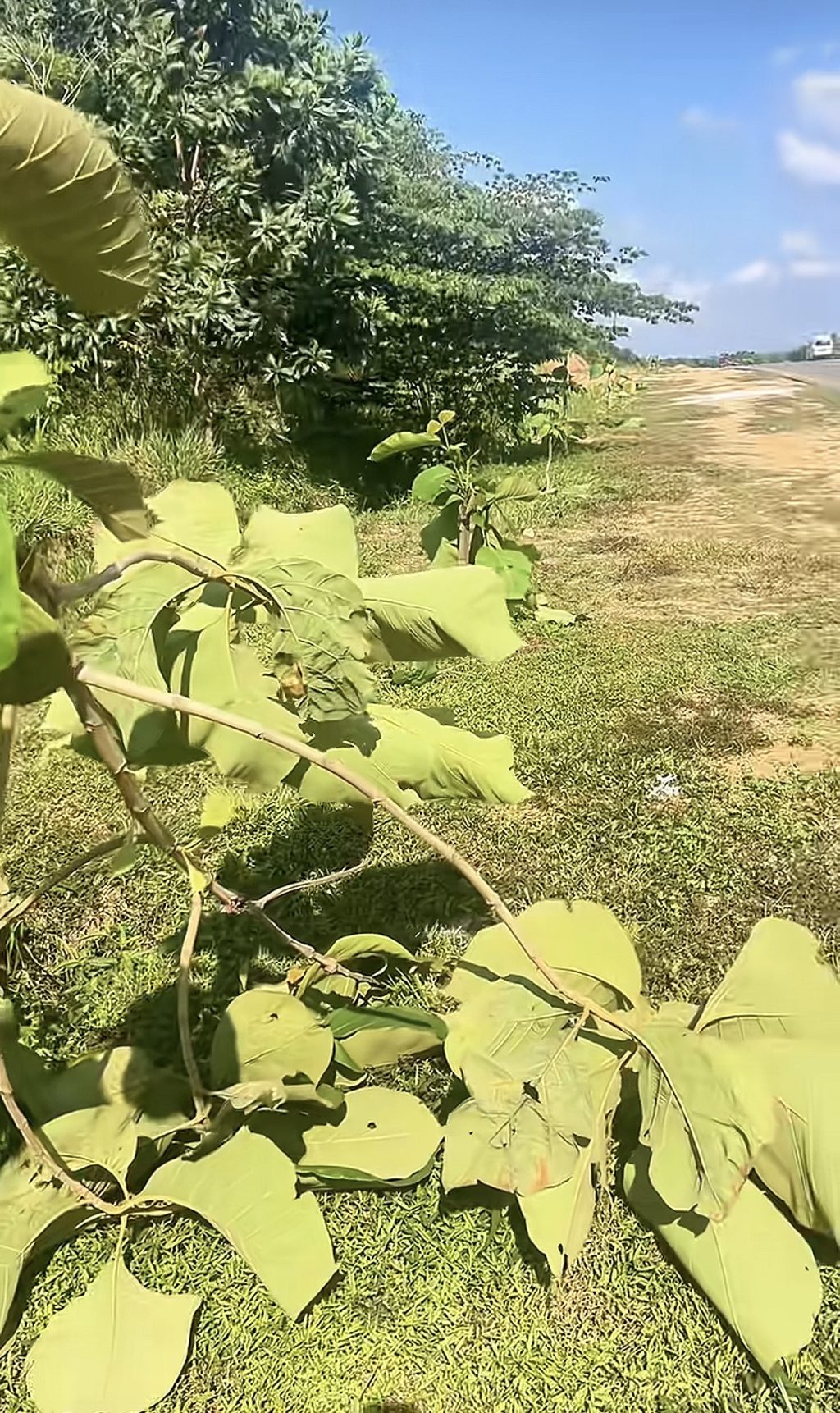 Pohon jati emas jalur Bandara Hang Nadim ke KDA Batam ditebang