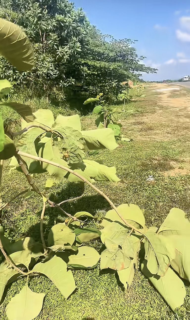 Pohon jati emas jalur Bandara Hang Nadim ke KDA Batam ditebang