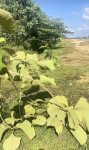 Pohon jati emas jalur Bandara Hang Nadim ke KDA Batam ditebang
