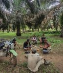 Harga CPO Melemah di Pasar Global