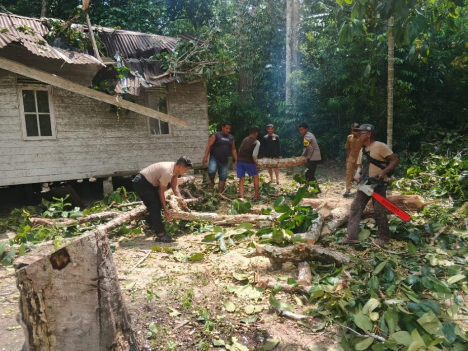 Pohon tumbang timpa rumah warga di Desa Pantai Harapan Selayar Lingga