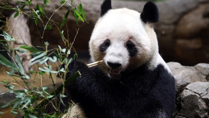 warga-jepang-berpamitan-dengan-panda-raksasa-terakhir-1769412553280_169