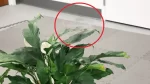 drone-