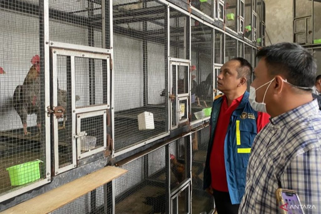 Ditpolairud Polda Kepri amankan 51 ayam Bangkok asal Malaysia di Batam