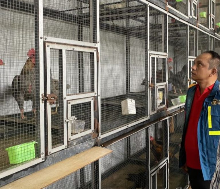 Ditpolairud Polda Kepri amankan 51 ayam Bangkok asal Malaysia di Batam