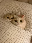 hukum-kucing-najis-dalam-islam.jpg