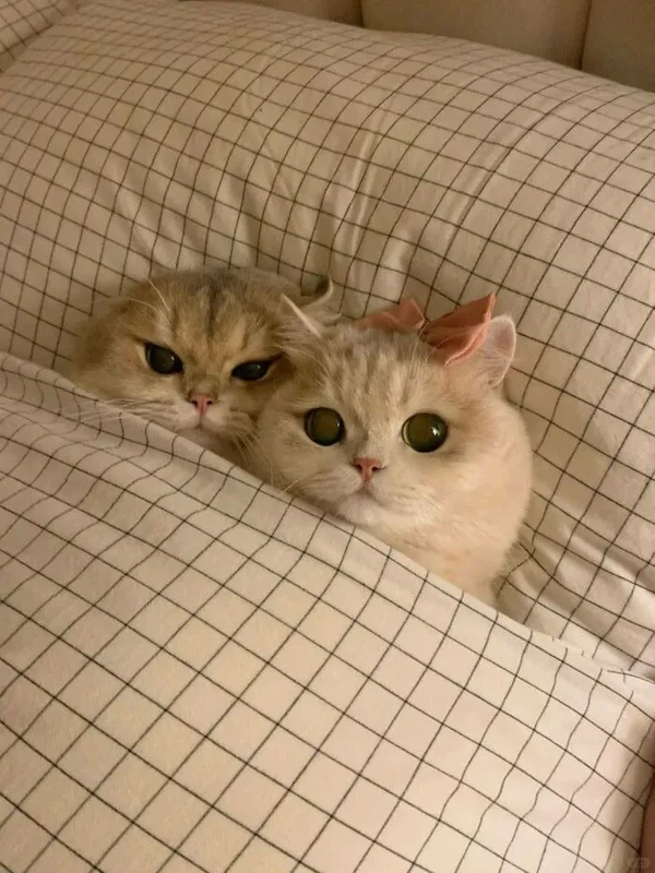 hukum-kucing-najis-dalam-islam.jpg