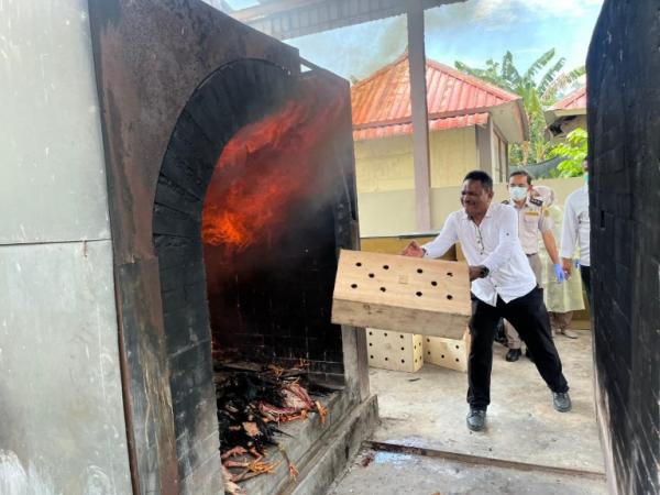 Pemusnahan 50 ayam Bangkok ilegal dari Malaysia di Batam