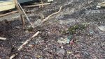 Polisi dalami dugaan penebangan mangrove di Desa Piabung Anambas