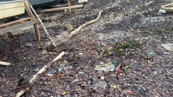 Polisi dalami dugaan penebangan mangrove di Desa Piabung Anambas